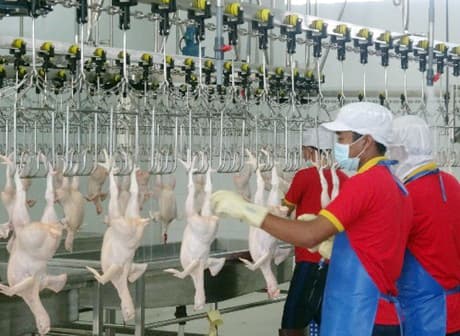 Nhà máy chế biến thịt gia cầm