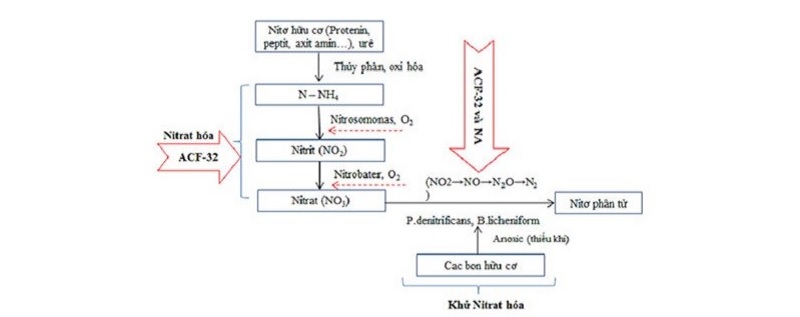 xử lý amoni bằng phương pháp nitrat hóa